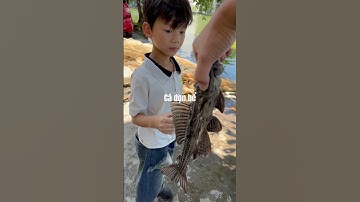 Cá dọn bể khổng lồ #trending #fish #trend #trendingshorts #travel #vietnam #vietnamtravel #hanoi