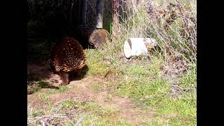 Wombat gate medley with echidnas, bandicoots, possum babies, quolls and wombles