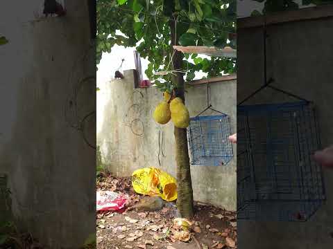 Mr Lito Harvesting His Fruits 