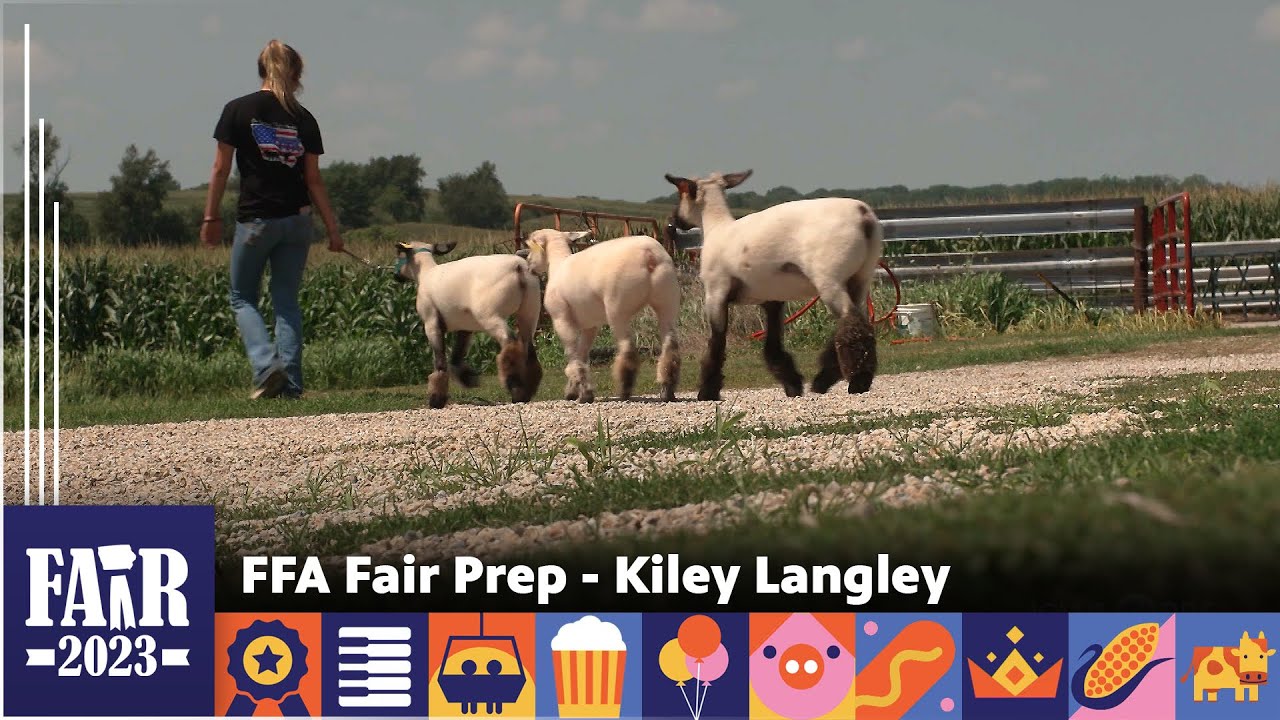 FFA Fair Prep - Kiley Langley – Fair 2023