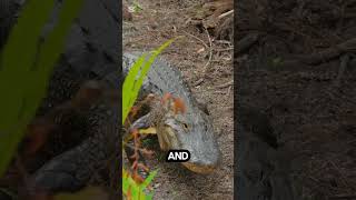 Difference between Crocodile and Alligator | Alligator vs Crocodile