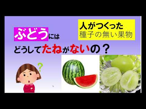 多倍体が作る種なし果物の仕組みを徹底解説
