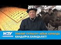 NewTV// Төөлөр тууралуу Ыйык Куранда кандайча баяндалат? \\ Төөнүн этин жеген аял канча айда төрөйт?