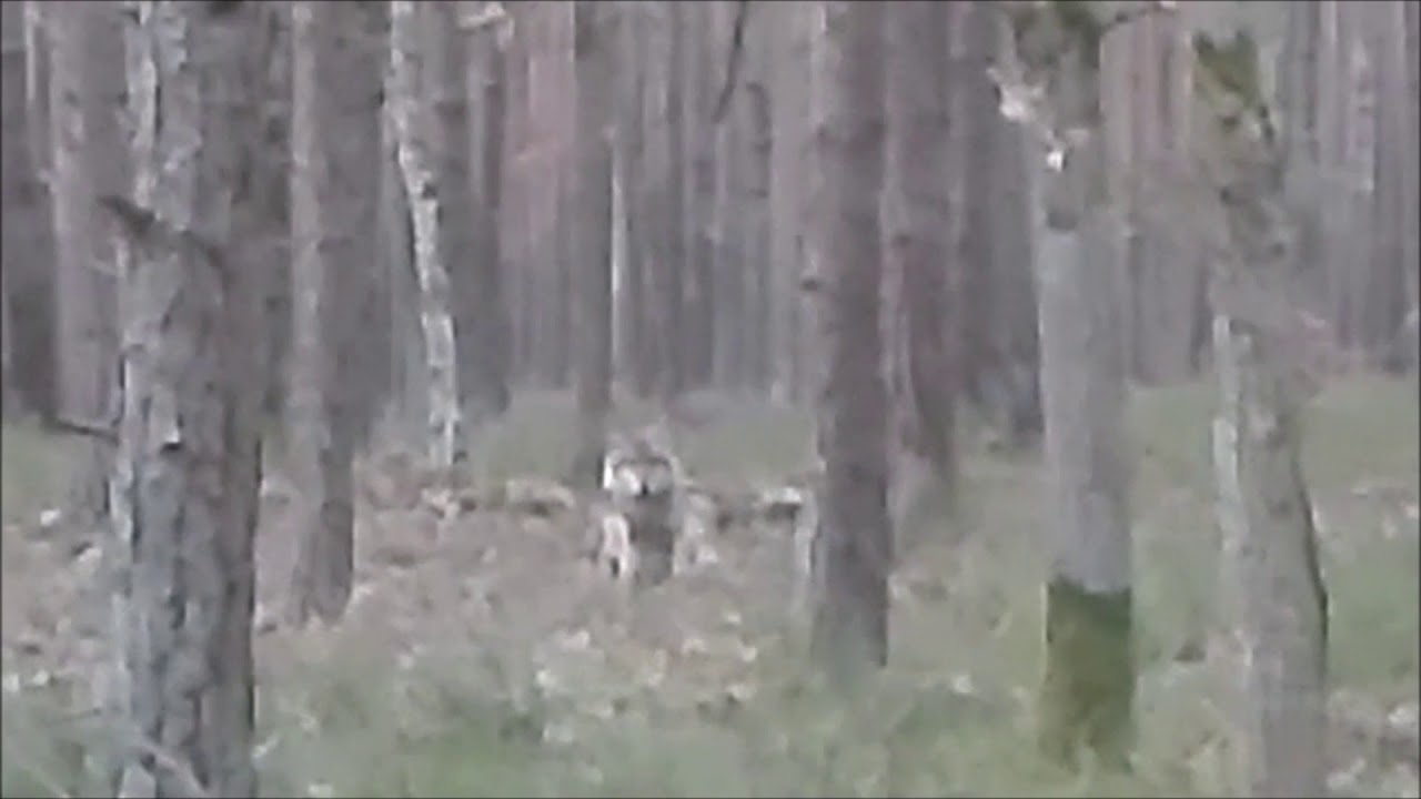 Wolf in the Oder Delta