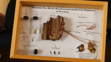 Ips Engraver Beetle | From the Ground Up