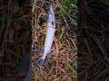 Рыбалка на щуку. #рыбалка #щуканаблесну #fishing
