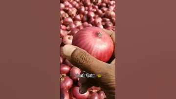 🧅 Red Onion Super Dry Export UAE Ready To Stuffing Container Loading Process #UAE #redonion #shorts