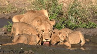 The Cubs Joins The Mayanbula Lionesses for a Drink! Ep 52