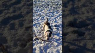 Playing In The Snow With My Staffy Jasper Sbt