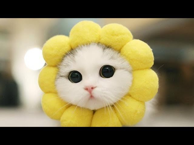 Happy Cats Compilation - YouTube