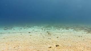 Dive With Me – Gliding Over the Seafloor from Sand to Sea Plants 🌊✨
