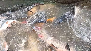 Tác đìa bắt cá ở miền tây bắt được toàn thủy qu.ái | lê chung miền tây