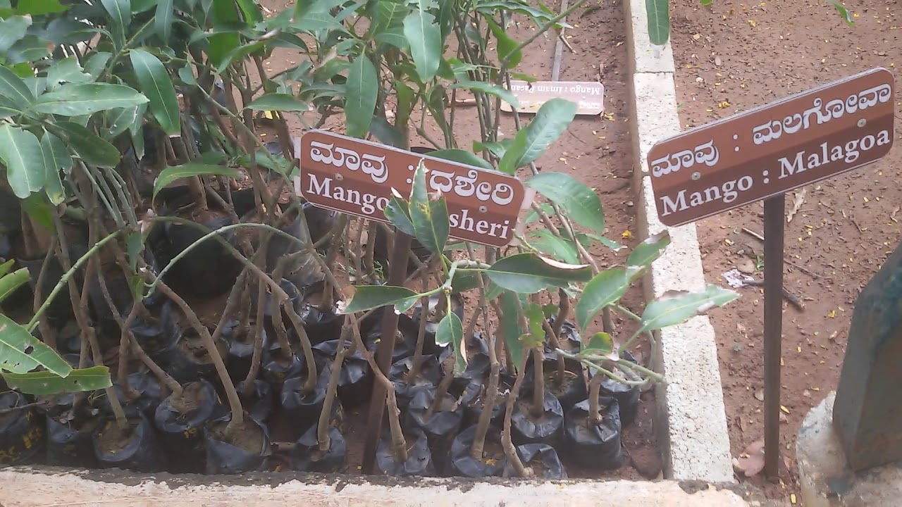 lalbagh nursery(5) YouTube