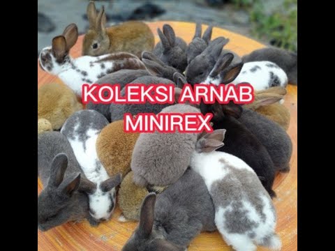 Koleksi Arnab Minirex Bulu Karpet