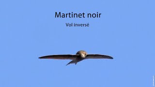 MARTINET NOIR Vol inversé / COMMON SWIFT Inverted flight