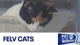 Pet of the Weekend: Meet FeLV cats | FOX 7 Austin
