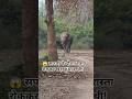 अमानगढ़ जंगल सफारी में सामने आया विशाल हाथी 🐘Real Jungle Safari Adventure#elephant #wildlife#safari
