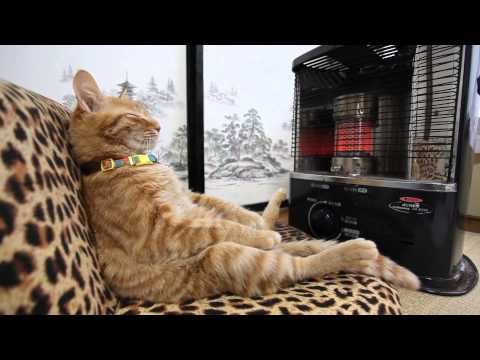 ス ト ー ブ の 前 の 猫 Cat to warm by a heater