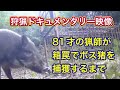 メスボスイノシシと隙を見れば餌を食べようとするオスとの争い。81才のベテランハンターが箱罠で、メスボスを捕獲するまで。