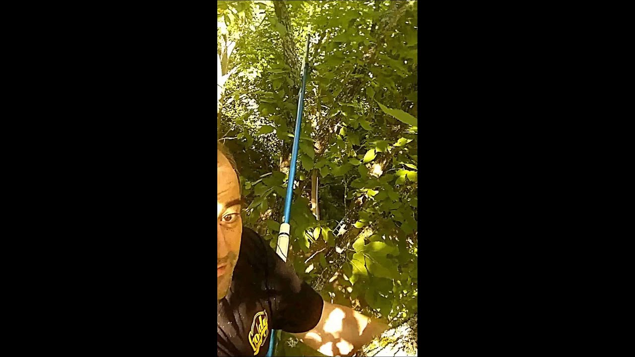 Up In The Tree... Rigging ham radio antennas YouTube
