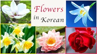 Flowers in Korean - Korean Vocabulary (flower: 꽃)