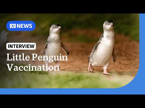 Thousands of little penguins on Phillip Island to be vaccinated for bird flu | ABC NEWS