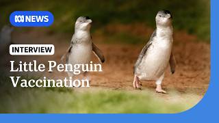 Thousands of little penguins on Phillip Island to be vaccinated for bird flu | ABC NEWS