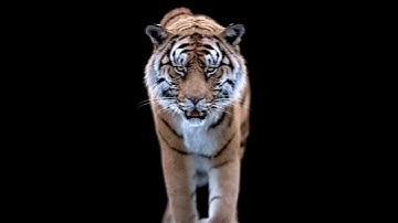 Tiger walk loop test