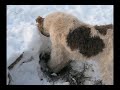 Wire fox terrier Oddie - Playing with friends