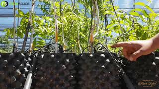 Root Control Pot System - Lardus from Molopo Pecans explains what an Air Pruning System is.