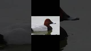 Common Pochard Paddles & Preens (male duck) #birds #japan #tokyo