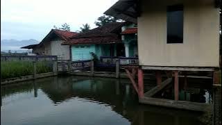 musim padi udah siap panen#ka bupateun garut jawabarat.kampung mekarsari CIGALUH