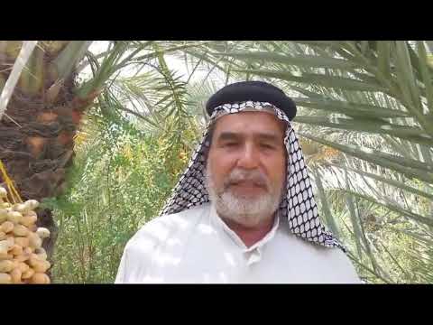 نخلة النيرسي الشيخ ابو نبراس