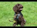 Albert - Cockapoo Puppy - 2 Weeks Residential Dog Training Albert - Cockapoo Puppy - 2 Weeks Residential Dog Training