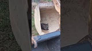 Baby Fox Napping in my Bucket?