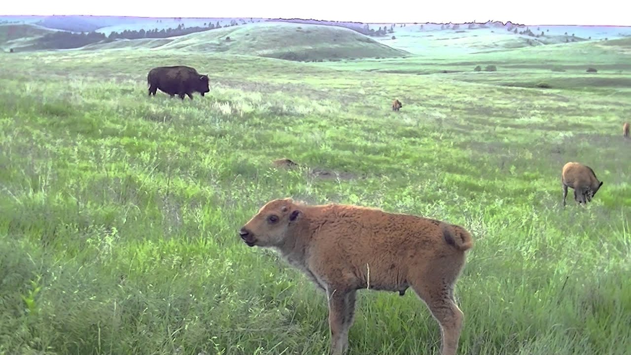 Tatanka in Custer State Park, South Dakota