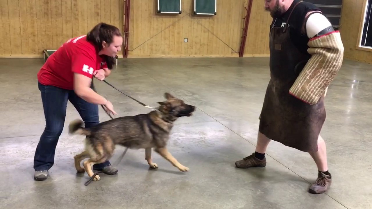 camera iphone 8 plus apk Super Sweet Sable German Shepherd 