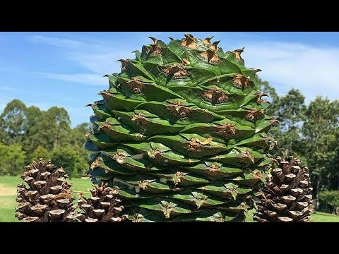 Video: Lacebark Çam Bilgileri - Bahçelerde Büyüyen Lacebark Çamları