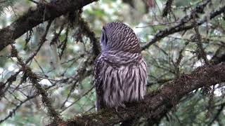 Morning Owl (Barred Owl)