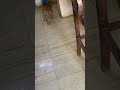 He Came In And Started Drinking Without Asking Permission Animal Animals Shorts Shortvideo 