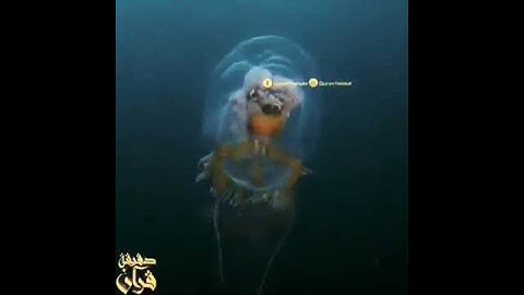 ايات قصيره _  ( هدا خلق الله فأروني ماذا خلق الذين من دونه ) حالات واتساب دينيه _ اجمل التلاوات