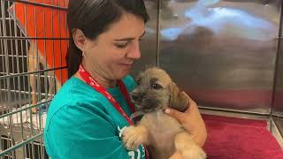 Join our life-saving work at Wayside Waifs!