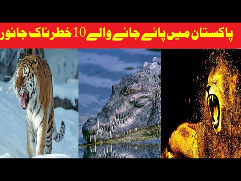 Top 10 dangerous Animals in Pakistan - YouTube