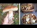 Impresionante brote boletus edulis xxl gigantes en soria 1 de octubre 2021