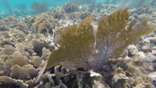 Belize Trip Highlights - EF College Break May 2017