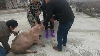 Pig Slaughter - Meet the most disgusting pig in 2021, there is shit everywhere