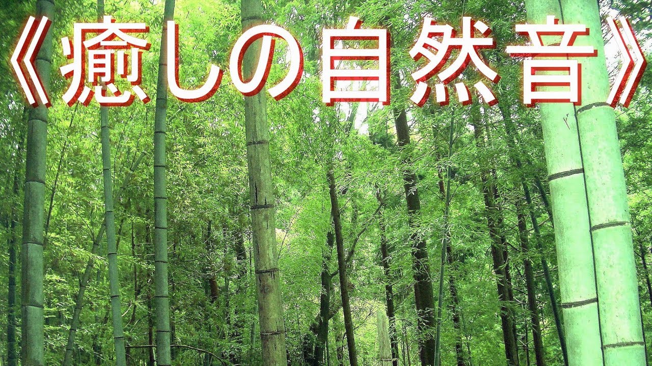 癒しの自然音》森林編 野鳥とセミの鳴き声【安らぎ・睡眠・勉強