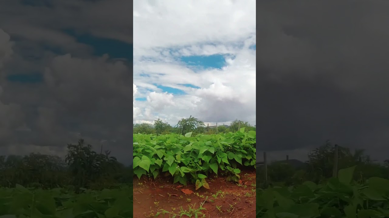 The Effect of the RAINS on the RED SOIL 