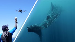Swimming with Largest Shark I've Ever Seen: Sea of Cortez Episode 1