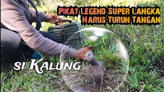 Pikat Legend Super Langka (Tekukur Kalung Tempuk) Sampai Harus Diturunkan @PEMIKATELLADOANKK